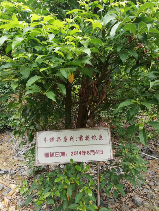 会昌花溪谷牛樟种植和深加工基地