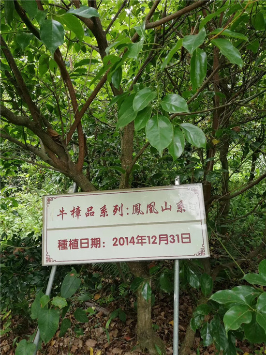 会昌花溪谷牛樟种植和深加工基地