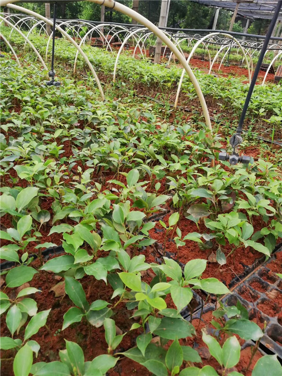 会昌花溪谷牛樟种植和深加工基地
