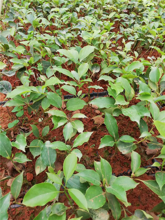 会昌花溪谷牛樟种植和深加工基地