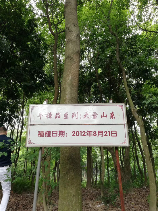 会昌花溪谷牛樟种植和深加工基地