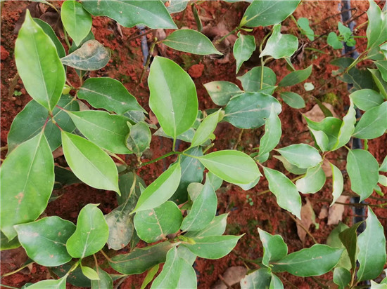 会昌花溪谷牛樟种植和深加工基地