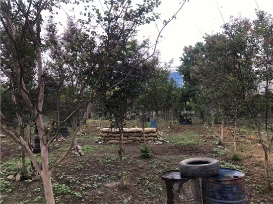 来凤周边真人cs 